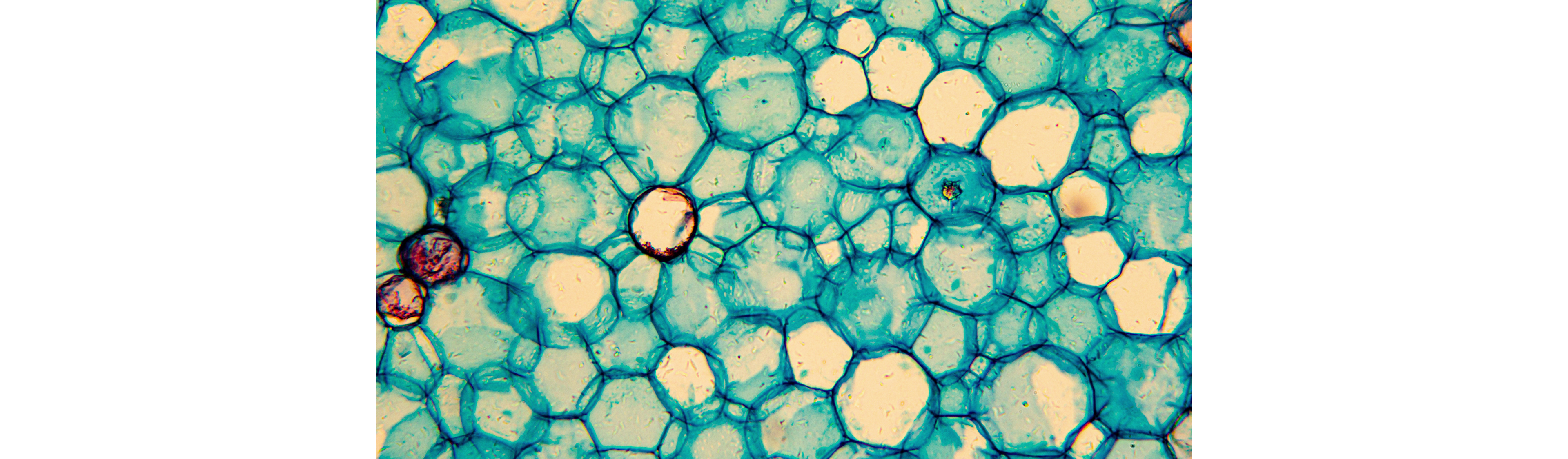 Cellules observées au microscope